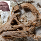 The fossilized skull, with artist’s reconstruction shown inset.